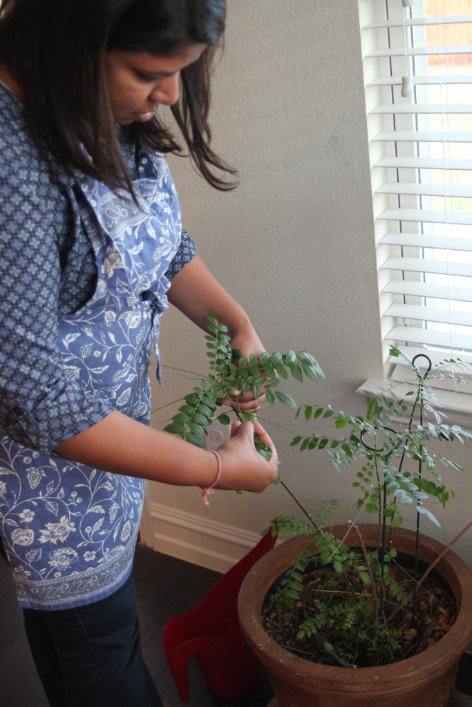 I want a magical herb tree in my kitchen! I can't even grow basil!